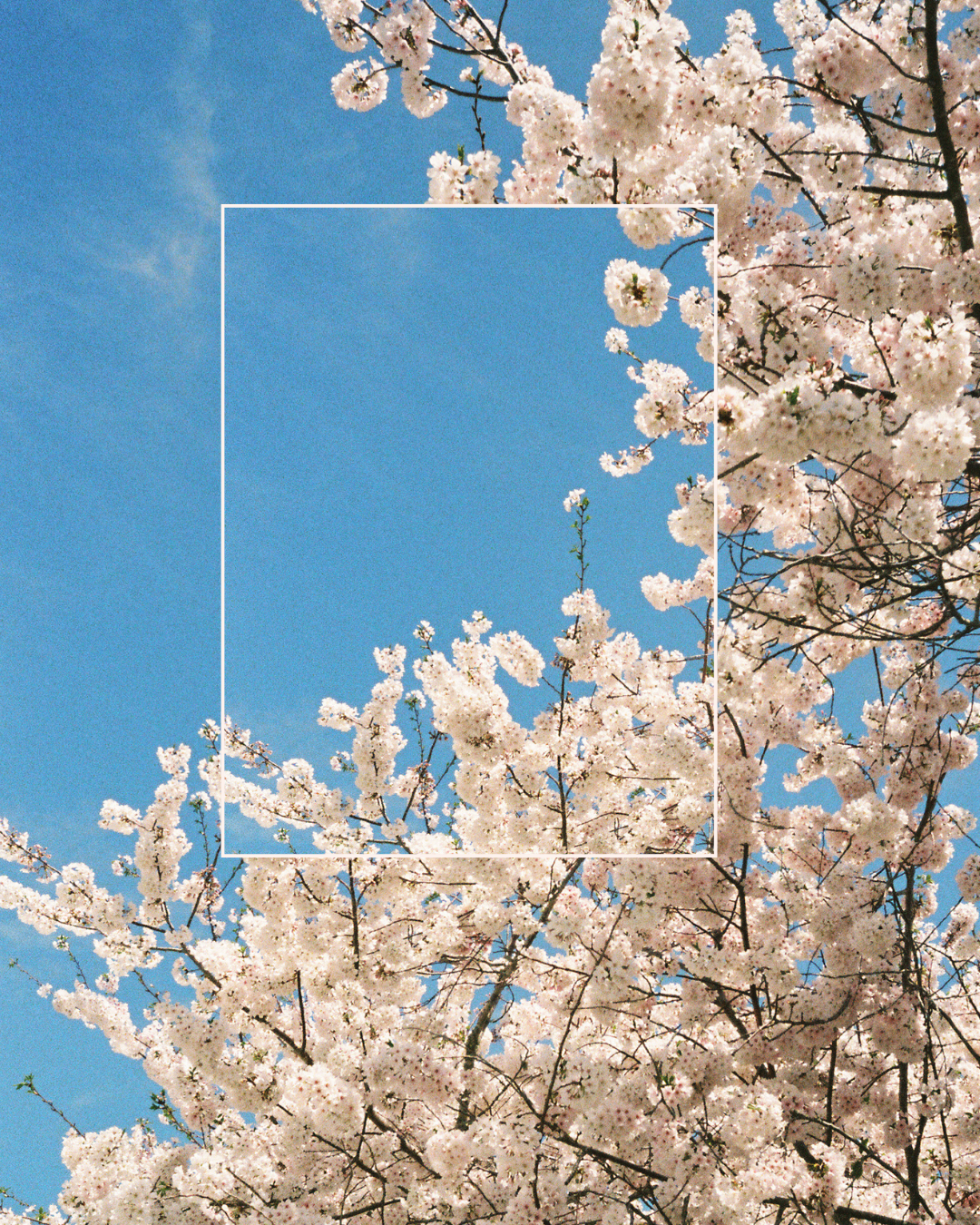 Close-up of cherry blossoms in soft spring light, blooming near the coast of Beaufort, NC.