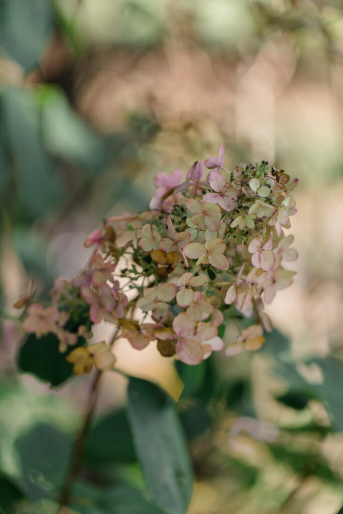 Soft pink hydrangeas in bloom at Baker Park Maryland